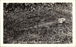 An Iguana - Edible Lizard of Panama Postcard