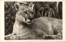 Panther Postcard