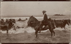 Herding Horses in the Surf Postcard