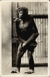 Chimpanzee Monkeys Postcard Postcard