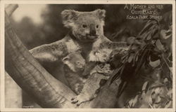 A Mother and her "Gum Baby", Koala Park Sidney, Australia Postcard Postcard