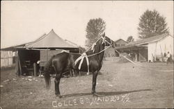 College Maid Horses Postcard Postcard