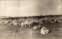 Herd of Sheep Postcard Postcard