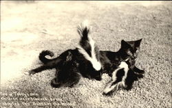 Tabby Cat Adopts Baby Skunks Cats Postcard Postcard