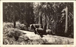 Bear and Cubs Sequoia National Park, CA Sequoia & Kings Canyon National Parks Postcard Postcard