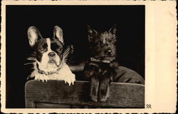 Two Dogs on Chair Postcard