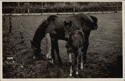 Hores and Pony Horses Postcard Postcard