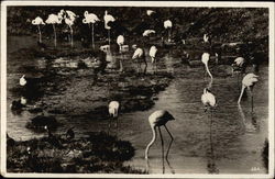 Flamingos Postcard