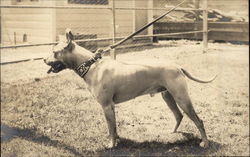 Pit Bull Dog on Leash Dogs Postcard Postcard