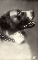 Saint Bernard Postcard