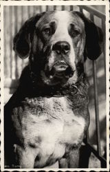 St. Bernard - "Barry" Saint Bernards Postcard Postcard