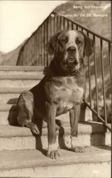 "Barry" on the Steps of The Great St Bernard Hospice Postcard