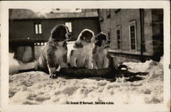 Au Grand St. Bernard, Dernière Nichée Saint Bernards Postcard Postcard