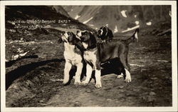 Hospice du Grand St. Bernard Saint Bernards Postcard Postcard