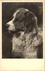 St. Bernard Portrait Postcard