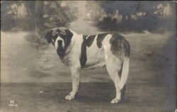 St. Bernard Poses Before Landscape Backdrop Saint Bernards Postcard Postcard