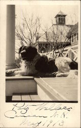 St. Bernard on Porch Saint Bernards Postcard Postcard