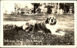 "Barr" - St. Bernard Saint Bernards Postcard Postcard