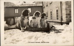 Au Grand St. Bernard Saint Bernards Postcard Postcard