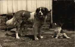 St. Bernard and Puppy Saint Bernards Postcard Postcard