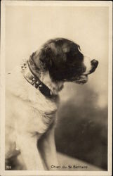 Chien du St. Bernard Postcard