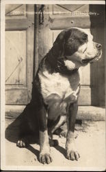 Hospice du Grand St. Bernard Saint Bernards Postcard Postcard