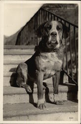 Barry sur L'estalier del Hospice du St. Bernard Saint Bernards Postcard Postcard