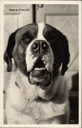 Chien du St. Bernard Postcard