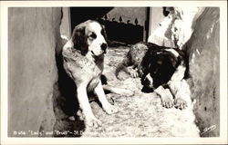 "Lady" and "Bruel" - St. Bernards Saint Bernards Postcard Postcard