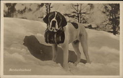 Bernhardinerhund Saint Bernards Postcard Postcard