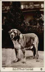 The St. Bernard - Mastiff of the Alps Saint Bernards Postcard Postcard