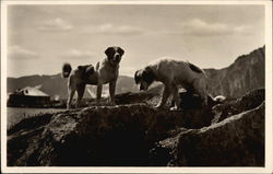 St. Bernards in Mountains Postcard