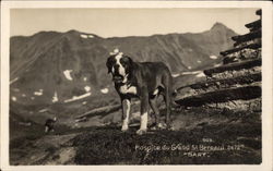 Hospice du Grand St. Bernard "Bary" Saint Bernards Postcard Postcard