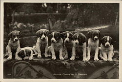 St. Bernard Puppies Postcard