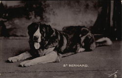 St. Bernard Postcard