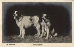 St. Bernard Dogs - Bernhardiner Postcard