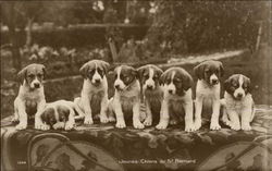 St. Bernard Puppies Saint Bernards Postcard Postcard