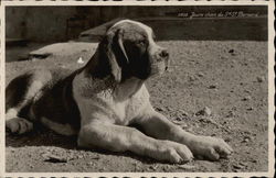 Jeune chien du St. Bernard Postcard