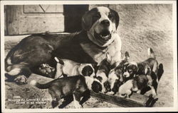 Litter of St. Bernard Puppies With Their Mom Saint Bernards Postcard Postcard