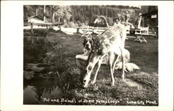 Pal and Bambi of Trout Valley Lodge Postcard