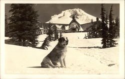 St. Bernard on Snow Covered Hill With Lodge in Background Postcard