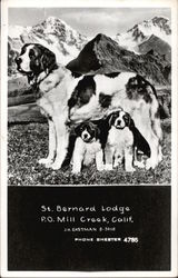 St. Bernard Lodge Postcard