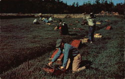 Harvest Scene at Edaville Railroad Postcard