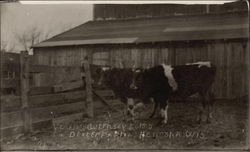 Young Guernsey Bulls, Dexter Farm Kenosha, WI Postcard Postcard