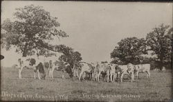 Guernsey Heifers on Dexter Farm Kenosha, WI Postcard Postcard