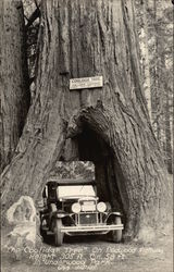 The Coolidge Tree Postcard