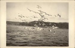 Gulls Flying over the Ocean Postcard