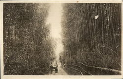 Bamboo Growing Postcard