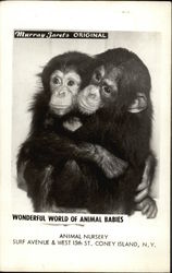 Wonderful World of Animal Babies - Chimpanzees Postcard