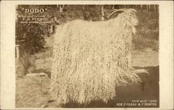 "Dodo" the Goat Postcard